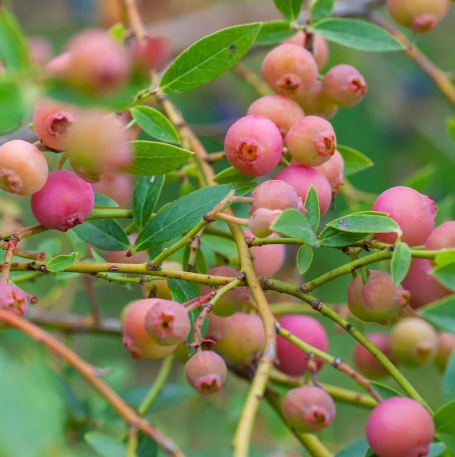 Blueberry Lemonade Live Plant – Pink Berry Bush, 2 Pack, 5-10 inches Tall, 4 inch Pot, Outdoor - Image 4