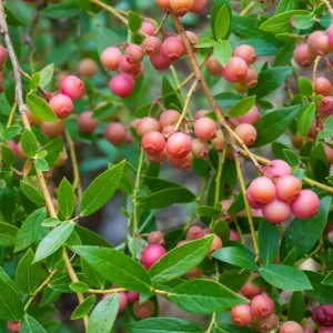 Blueberry Lemonade Live Plant – Pink Berry Bush, 2 Pack, 5-10 inches Tall, 4 inch Pot, Outdoor - Image 5