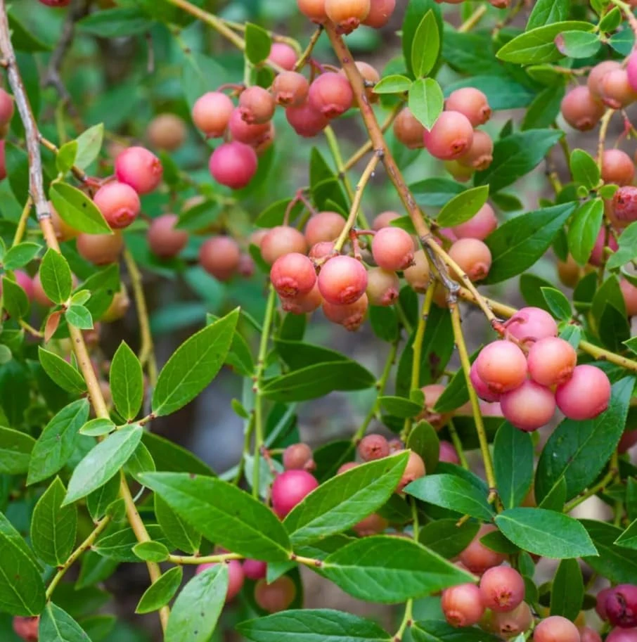 Blueberry Lemonade Live Plant – Pink Berry Bush, 2 Pack, 5-10 inches Tall, 4 inch Pot, Outdoor - Image 5