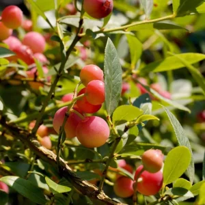 Blueberry Lemonade Live Plant – Pink Berry Bush, 2 Pack, 5-10 inches Tall, 4 inch Pot, Outdoor - Image 6