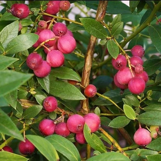 Blueberry Lemonade Live Plant – Pink Berry Bush, 2 Pack, 5-10 inches Tall, 4 inch Pot, Outdoor - Image 7