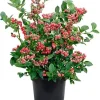 Blueberry Lemonade Live Plant – Vibrant Pink Berries, 5-10 Inches Tall, 4-Inch Pot, Outdoor - Image 1