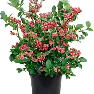 Blueberry Lemonade Live Plant – Vibrant Pink Berries, 5-10 Inches Tall, 4-Inch Pot, Outdoor - Image 1