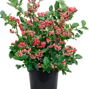Blueberry Lemonade Live Plant – Vibrant Pink Berries, 5-10 Inches Tall, 4-Inch Pot, Outdoor - Image 4