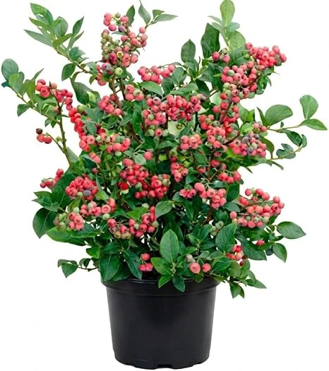 Blueberry Lemonade Live Plant – Vibrant Pink Berries, 5-10 Inches Tall, 4-Inch Pot, Outdoor - Image 4