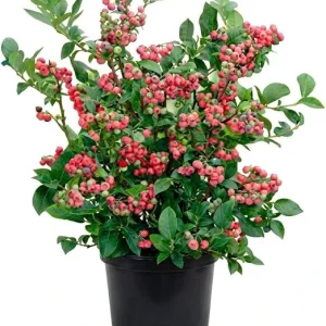 Blueberry Lemonade Live Plant – Vibrant Pink Berries, 5-10 Inches Tall, 4-Inch Pot, Outdoor - Image 5