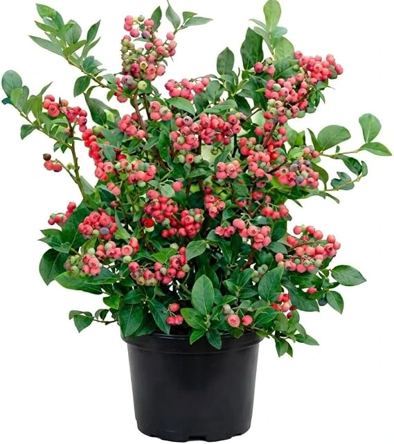 Blueberry Lemonade Live Plant – Vibrant Pink Berries, 5-10 Inches Tall, 4-Inch Pot, Outdoor - Image 6