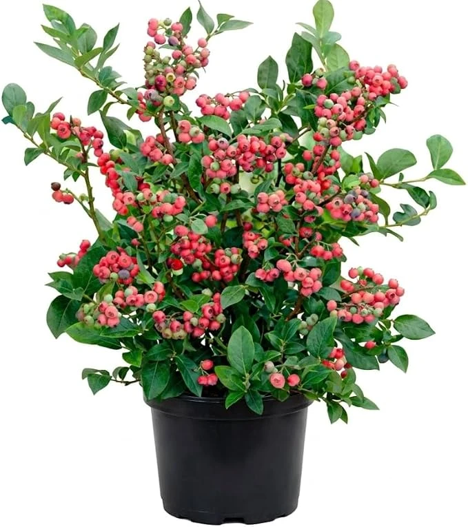 Blueberry Lemonade Live Plant – Vibrant Pink Berries, 5-10 Inches Tall, 4-Inch Pot, Outdoor - Image 7