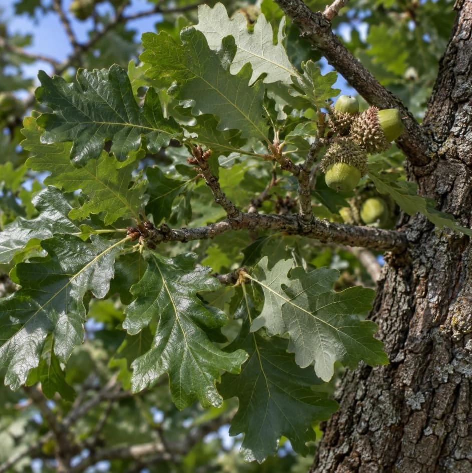 Bur Oak Tree Saplings, Set of 2 – Hardy Landscape Trees 1-2 Ft Tall - Image 5