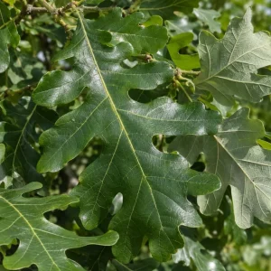 Bur Oak Tree Saplings, Set of 2 – Hardy Landscape Trees 1-2 Ft Tall - Image 6