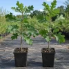 Bur Oak Tree Saplings, Set of 2 – Hardy Landscape Trees 1-2 Ft Tall - Image 1