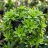 Callisia Fragrans Live Plant – Basket Chain Plant, 4-7 inches Tall, Indoor/Outdoor Perennial - Image 1