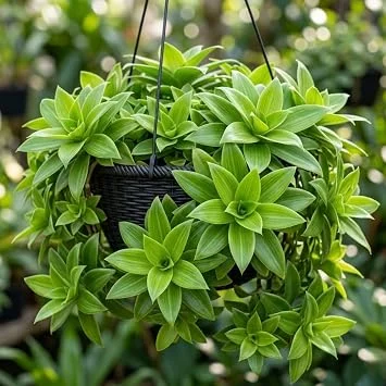 Callisia Fragrans Live Plant – Basket Chain Plant, 4-7 inches Tall, Indoor/Outdoor Perennial - Image 1