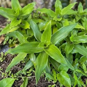 Callisia Fragrans Live Plant – Basket Chain Wandering Jew – 4-7 Inch Tall Indoor/Outdoor - Image 2