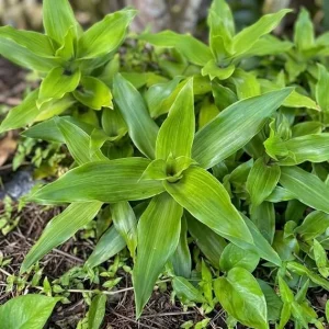 Callisia Fragrans Live Plant – Basket Chain Wandering Jew – 4-7 Inch Tall Indoor/Outdoor - Image 6