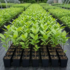 Carolina Allspice Live Plant – Sweet Shrub Bush, Fragrant Dark Red Blooms, 6-18" Tall, Quart Pot, Outdoor - Image 2