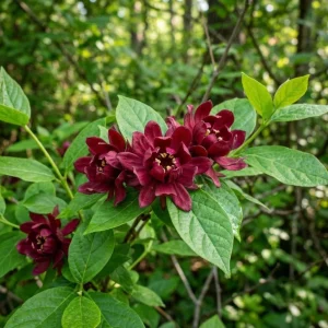 Carolina Allspice Live Plant – Sweet Shrub Bush, Fragrant Dark Red Blooms, 6-18