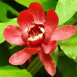 Carolina Allspice Live Plant – Sweet Shrub Bush, Fragrant Dark Red Blooms, 6-18