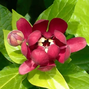 Carolina Allspice Live Plant – Sweet Shrub Bush, Fragrant Dark Red Blooms, 6-18