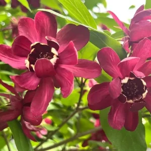 Carolina Allspice Live Plant – Sweet Shrub Bush, Fragrant Dark Red Blooms, 6-18