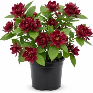 Carolina Allspice Live Plant – Sweet Shrub Bush, Fragrant Dark Red Blooms, 6-18" Tall, Quart Pot, Outdoor - Image 1