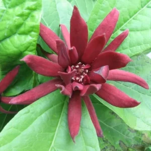 Carolina Allspice Live Plant – Sweet Shrub Bush, Fragrant Dark Red Blooms, 6-18
