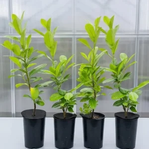Cherry Laurel Live Plant Pack of 2 – 6-12" Tall, 2.5" Pot Hedging Shrub - Image 1