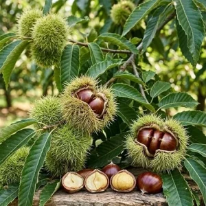 Chestnut Tree Live Plant - Sweet Fruit, Deciduous Shade Tree, 6-10 Inch Tall, 4-Inch Pot - Image 2