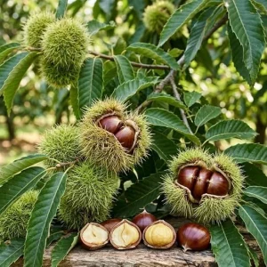 Chestnut Tree Live Plant - Sweet Fruit, Deciduous Shade Tree, 6-10 Inch Tall, 4-Inch Pot - Image 5