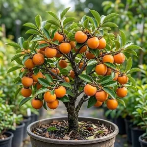 Common Persimmon Tree Live Plant, Hardy Deciduous Fruit Tree, 6-14 inches Tall, Quart Pot - Image 2