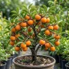 Common Persimmon Tree Live Plant, Hardy Deciduous Fruit Tree, 6-14 inches Tall, Quart Pot - Image 1