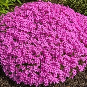 Creeping Phlox Live Plants Pink - Ground Cover for Rock Gardens, 5 Pack, 4" Pot - Image 1