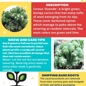Crested Cactus Cereus Duende Live Plant - Easy Care Succulent - Image 1