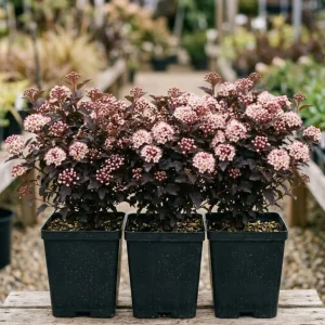 Crimson Ninebark Live Plant - 3 Pack, 8-12 Inches Tall, 2.5 Inch Pot, Hardy Outdoor Shrub with Purple Foliage - Image 1