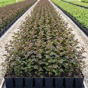 Crimson Ninebark Live Plant, 8-12 Inches Tall, 2.5 Inch Pot, Hardy Outdoor Shrub - Image 2
