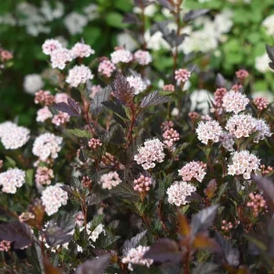 Crimson Ninebark Live Plant, 8-12 Inches Tall, 2.5 Inch Pot, Hardy Purple Foliage Shrub, Outdoor - Image 2