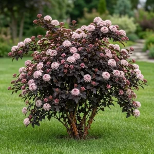 Crimson Ninebark Live Plant, 8-12 Inches Tall, 2.5 Inch Pot, Hardy Outdoor Shrub - Image 3
