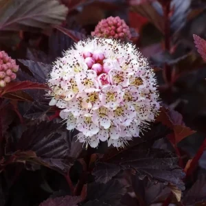 Crimson Ninebark Live Plant, 8-12 Inches Tall, 2.5 Inch Pot, Hardy Purple Foliage Shrub, Outdoor - Image 3