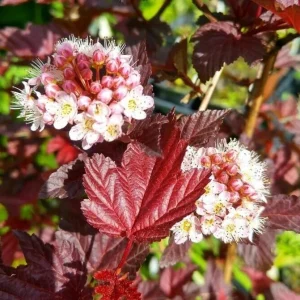 Crimson Ninebark Live Plant, 8-12 Inches Tall, 2.5 Inch Pot, Hardy Outdoor Shrub - Image 4