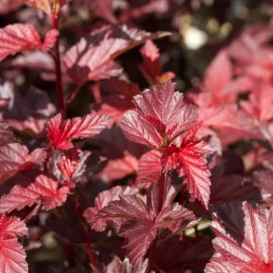 Crimson Ninebark Live Plant, 8-12 Inches Tall, 2.5 Inch Pot, Hardy Purple Foliage Shrub, Outdoor - Image 4