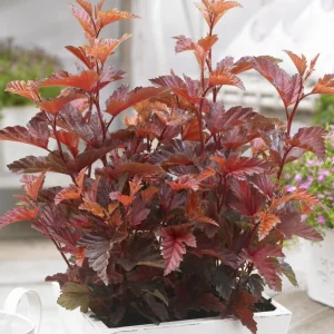 Crimson Ninebark Live Plant, 8-12 Inches Tall, 2.5 Inch Pot, Hardy Outdoor Shrub - Image 5