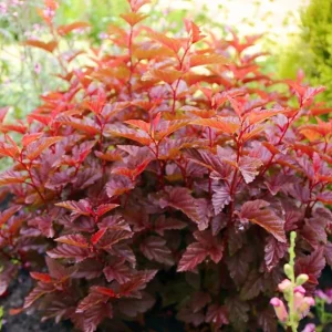 Crimson Ninebark Live Plant, 8-12 Inches Tall, 2.5 Inch Pot, Hardy Outdoor Shrub - Image 6