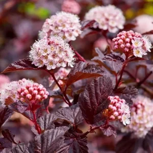 Crimson Ninebark Live Plant, 8-12 Inches Tall, 2.5 Inch Pot, Hardy Outdoor Shrub - Image 7