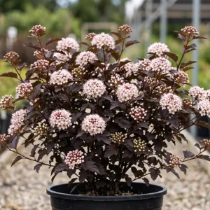 Crimson Ninebark Live Plant – Purple Foliage Shrub – 8-12 Inches Tall in 2.5 Inch Pot – Outdoor Hardy - Image 1