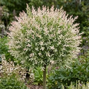 Dappled Willow Tree Live Plant – Variegated Tricolor Shrub 6-12 Inches Tall in Qt Pot - Image 3