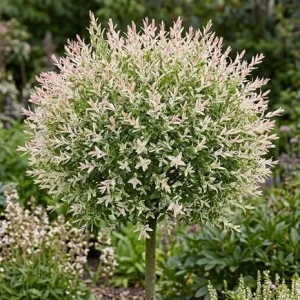Dappled Willow Tree Live Plant – Variegated Tricolor Shrub 6-12 Inches Tall in Qt Pot - Image 4