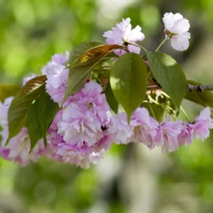 Double Pink Flowering Cherry Tree Live Plant, 6-12" Tall, Ornamental Outdoor - Image 2