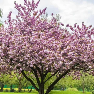 Double Pink Flowering Cherry Tree Live Plant – 6-12