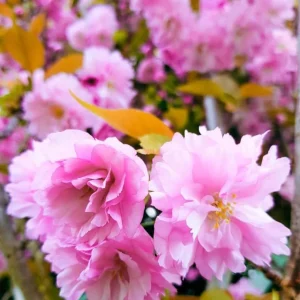 Double Pink Flowering Cherry Tree Live Plant – 6-12