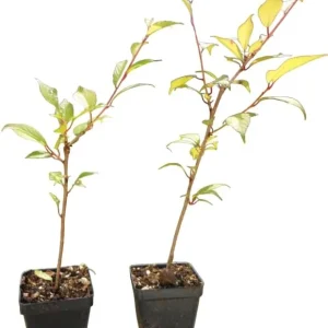 Double Pink Flowering Cherry Tree Live Plant – 6-12